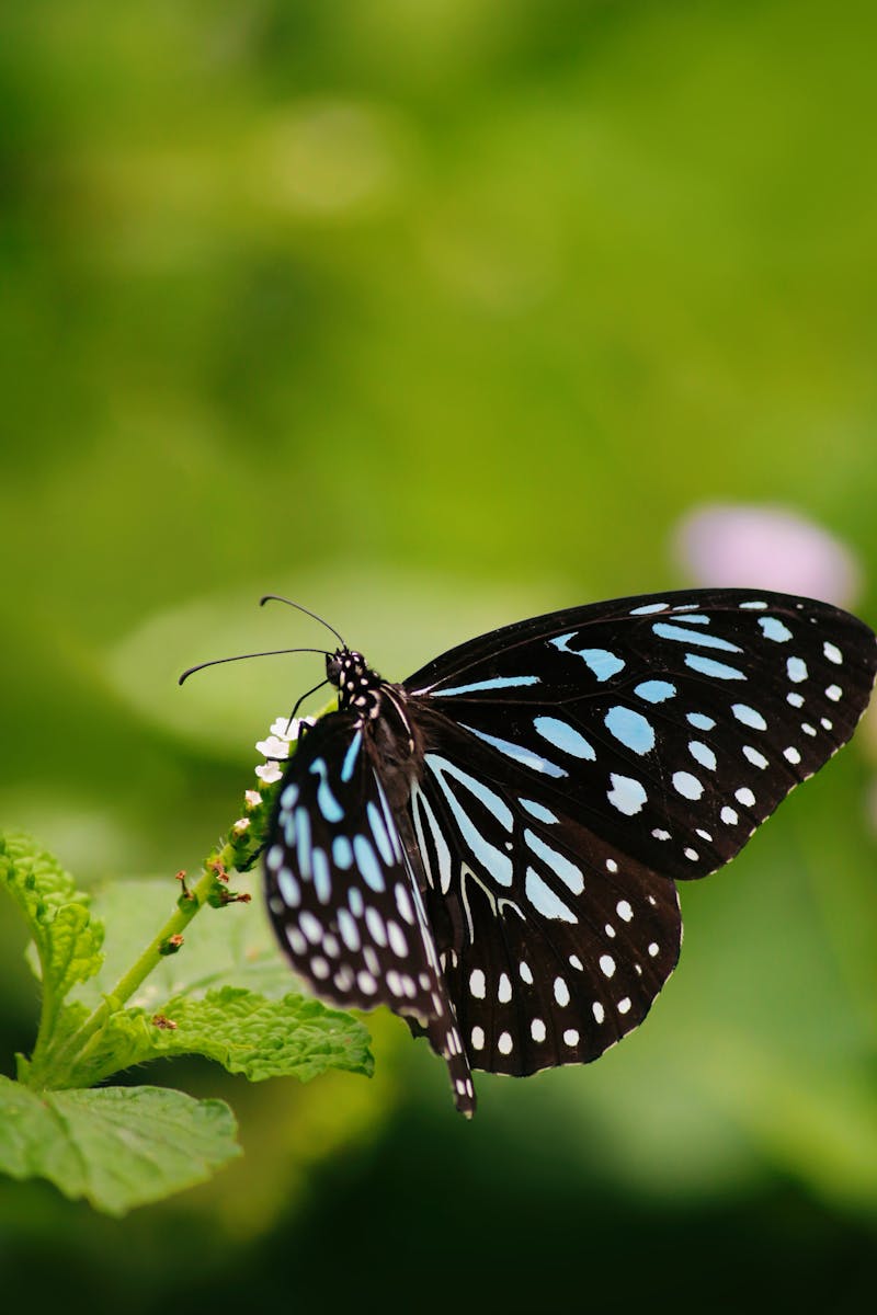 20 butterfly 4k wallpapers butterfly 4k wallpapers, butterfly photography 4k, butterfly ultra hd images, colorful butterfly backgrounds, nature insect wallpapers, nature wallpapers free download Butterfly 4K Wallpapers – Vibrant Wings of Pure world butterfly 4k wallpapers Butterfly 4K Wallpapers – Vibrant Wings of Pure world