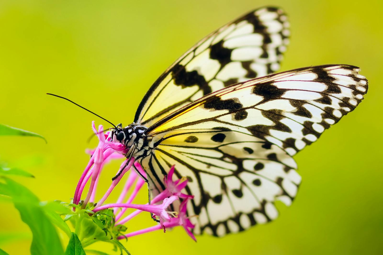14 butterfly 4k wallpapers butterfly 4k wallpapers, butterfly photography 4k, butterfly ultra hd images, colorful butterfly backgrounds, nature insect wallpapers, nature wallpapers free download Butterfly 4K Wallpapers – Vibrant Wings of Pure world butterfly 4k wallpapers Butterfly 4K Wallpapers – Vibrant Wings of Pure world