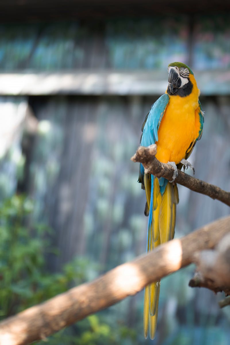 5 Amazon Parrot Images Amazon Parrot Images, Colorful Birds Wallpapers, Exotic Parrot Backgrounds, Macaw Wallpapers HD, Nature Bird Backgrounds., Parrot Photography, Parrot Wallpapers, Tropical Forest Birds 4K, Tropical Parrot 4K, Wildlife Wallpapers 4K Parrot Wallpapers – Vibrant Voices of the Tropical Forest Amazon Parrot Images Parrot Wallpapers – Vibrant Voices of the Tropical Forest