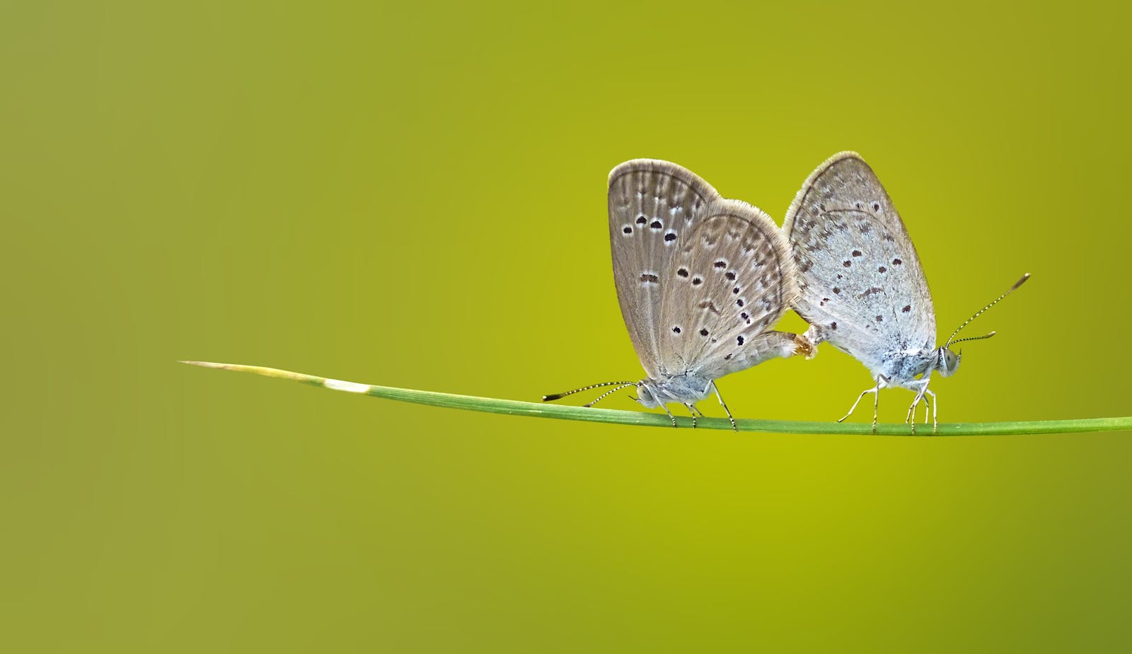 4 butterfly 4k wallpapers butterfly 4k wallpapers, butterfly photography 4k, butterfly ultra hd images, colorful butterfly backgrounds, nature insect wallpapers, nature wallpapers free download Butterfly 4K Wallpapers – Vibrant Wings of Pure world butterfly 4k wallpapers Butterfly 4K Wallpapers – Vibrant Wings of Pure world
