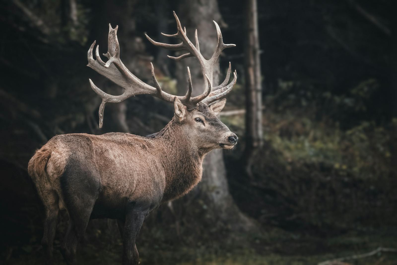 9 buck deer in fog wallpapers 4K buck deer in fog wallpapers 4K, deer and mist 4K background, deer wallpaper HD, forest deer wallpaper, majestic buck wallpapers, nature fog backgrounds, wild animal wallpapers 4K Buck Deer in Fog Wallpapers 4K – The Majestic Beauty of Nature’s Silent Mornings buck deer in fog wallpapers 4K Buck Deer in Fog Wallpapers 4K – The Majestic Beauty of Nature’s Silent Mornings