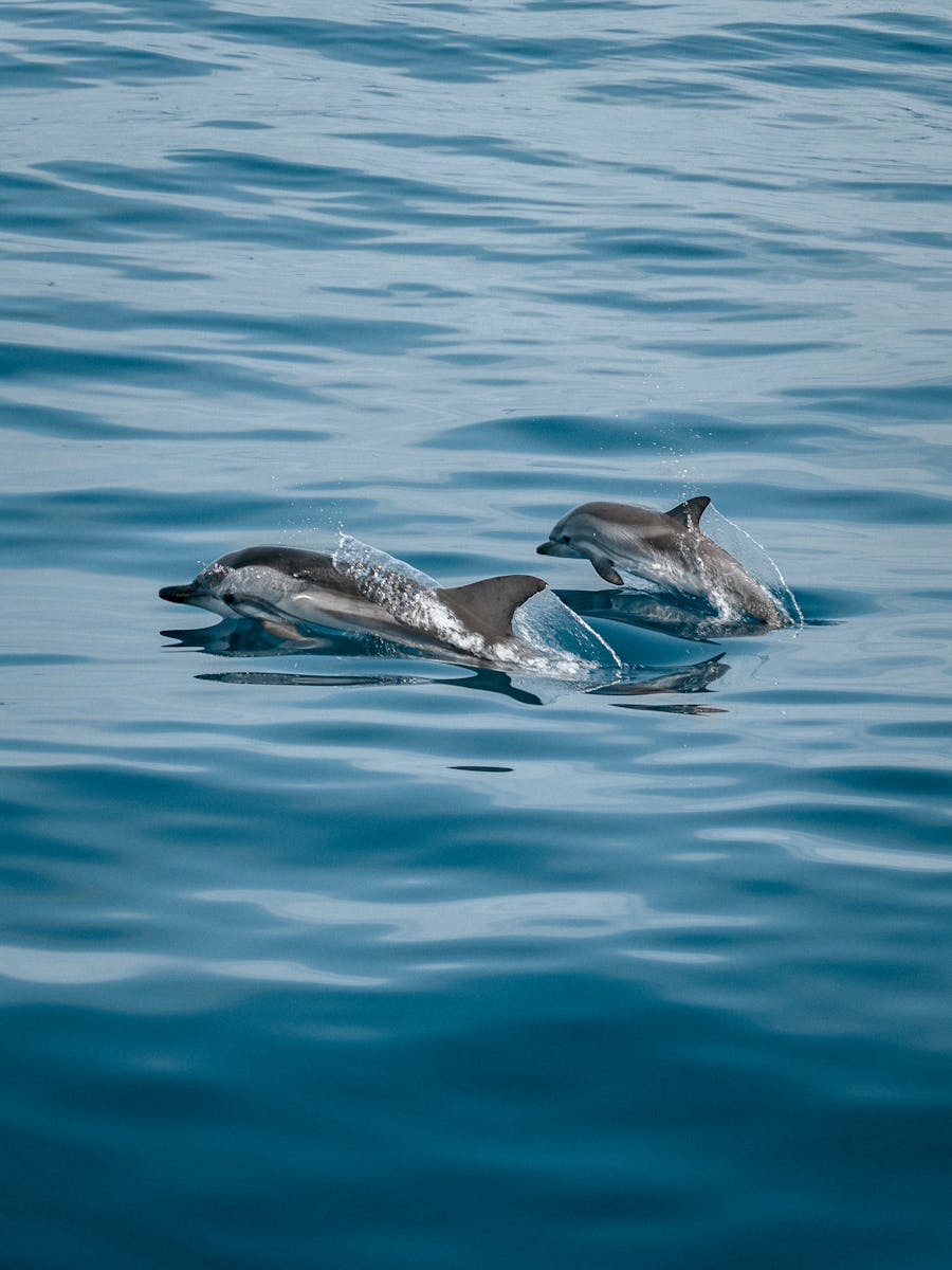 22 dolphin 4k wallpapers dolphin 4k wallpapers, dolphin ultra HD pictures, marine life wallpapers, ocean animals 4k, ocean dolphin backgrounds, sea life desktop wallpapers, underwater dolphin images Dolphin 4K Wallpapers – Joyful Swimmers of the Ocean dolphin 4k wallpapers Dolphin 4K Wallpapers – Joyful Swimmers of the Ocean
