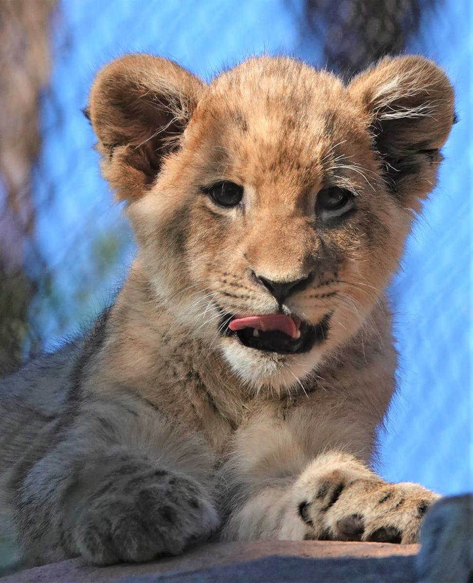 5 African lions African lions, animal wallpapers, baby lion wallpaper, cute lion wallpapers, lion cub 4K wallpapers, lion cub wallpapers, majestic lions, nature backgrounds, wildlife photography Lion Cub Wallpapers – The Cutest Faces of the Wild