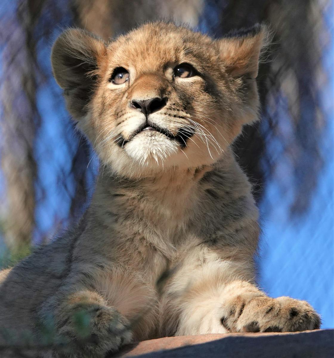 9 African lions African lions, animal wallpapers, baby lion wallpaper, cute lion wallpapers, lion cub 4K wallpapers, lion cub wallpapers, majestic lions, nature backgrounds, wildlife photography Lion Cub Wallpapers – The Cutest Faces of the Wild African lions Lion Cub Wallpapers – The Cutest Faces of the Wild