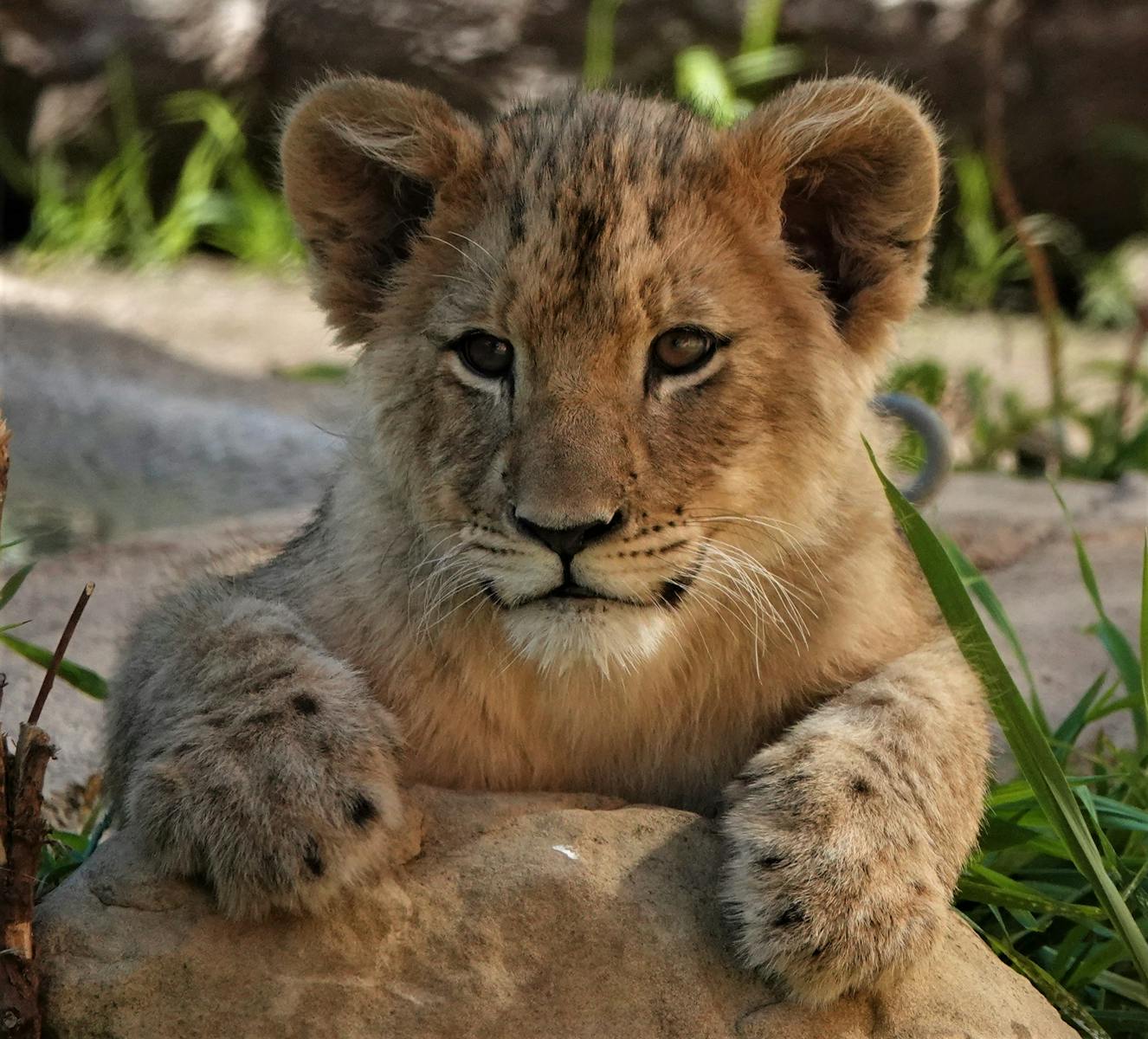 2 African lions African lions, animal wallpapers, baby lion wallpaper, cute lion wallpapers, lion cub 4K wallpapers, lion cub wallpapers, majestic lions, nature backgrounds, wildlife photography Lion Cub Wallpapers – The Cutest Faces of the Wild African lions Lion Cub Wallpapers – The Cutest Faces of the Wild