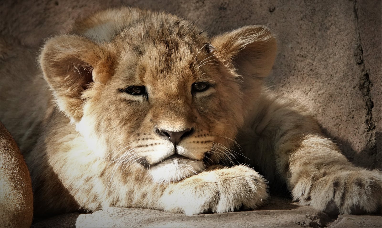 4 African lions African lions, animal wallpapers, baby lion wallpaper, cute lion wallpapers, lion cub 4K wallpapers, lion cub wallpapers, majestic lions, nature backgrounds, wildlife photography Lion Cub Wallpapers – The Cutest Faces of the Wild African lions Lion Cub Wallpapers – The Cutest Faces of the Wild