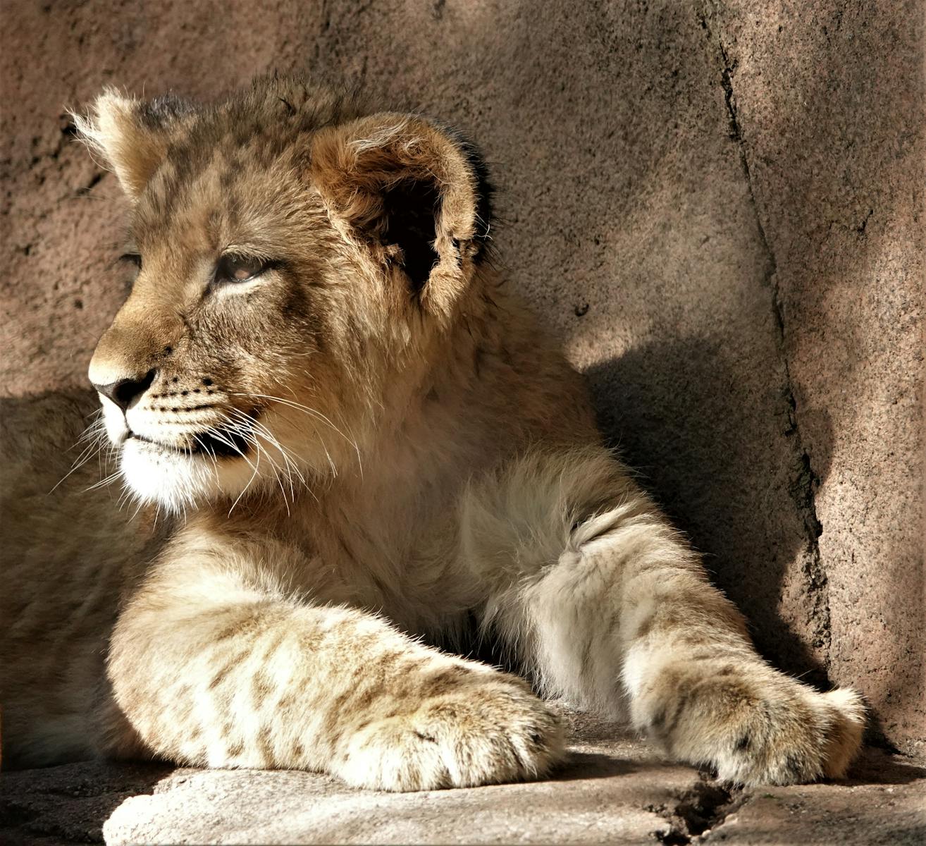 6 African lions African lions, animal wallpapers, baby lion wallpaper, cute lion wallpapers, lion cub 4K wallpapers, lion cub wallpapers, majestic lions, nature backgrounds, wildlife photography Lion Cub Wallpapers – The Cutest Faces of the Wild African lions Lion Cub Wallpapers – The Cutest Faces of the Wild