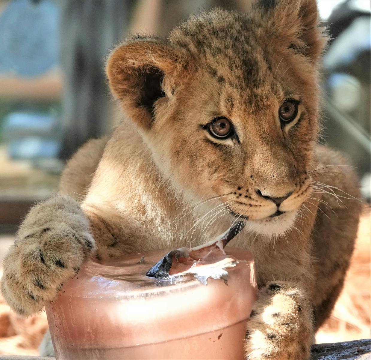 7 African lions African lions, animal wallpapers, baby lion wallpaper, cute lion wallpapers, lion cub 4K wallpapers, lion cub wallpapers, majestic lions, nature backgrounds, wildlife photography Lion Cub Wallpapers – The Cutest Faces of the Wild African lions Lion Cub Wallpapers – The Cutest Faces of the Wild