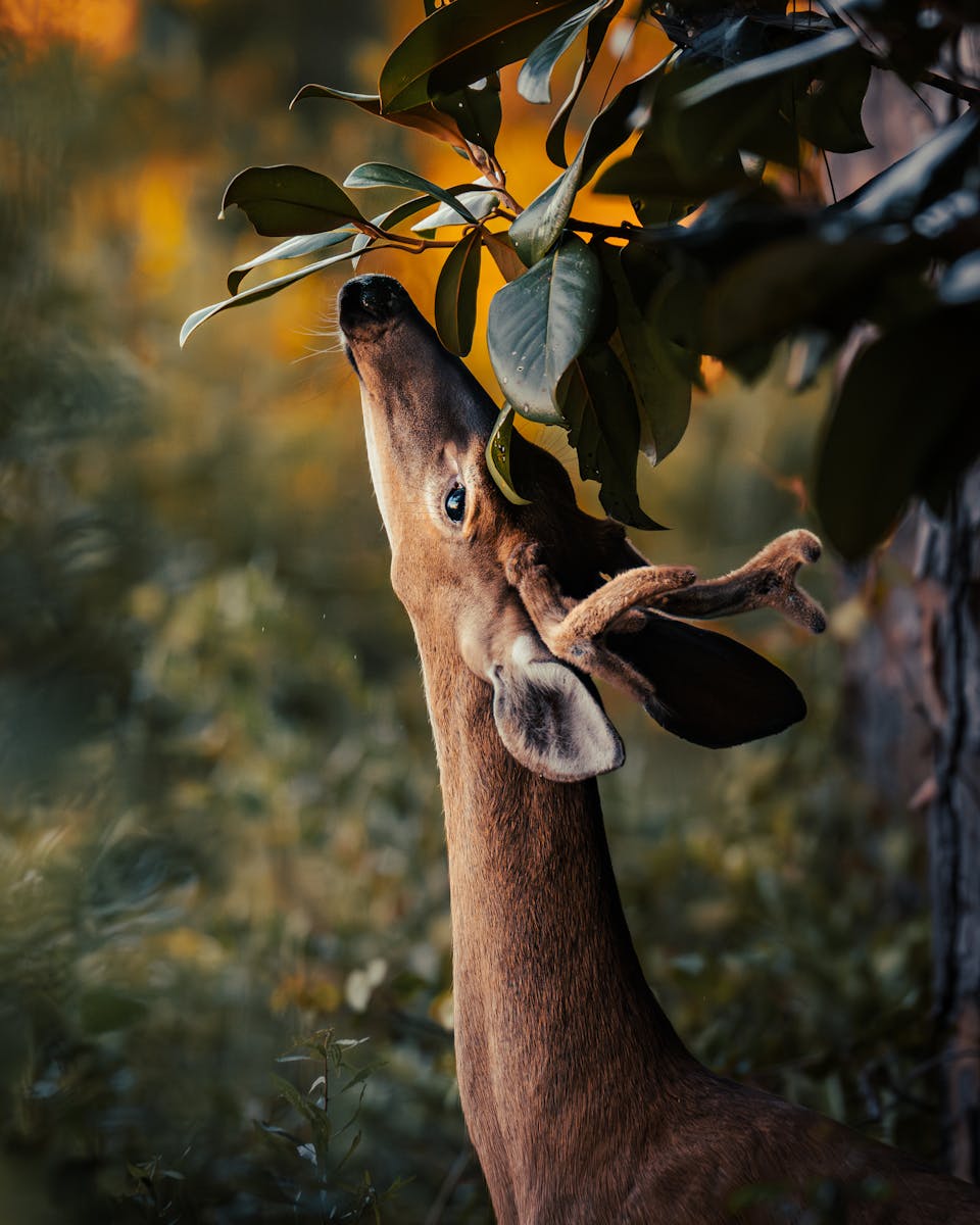 4 buck deer in fog wallpapers 4K buck deer in fog wallpapers 4K, deer and mist 4K background, deer wallpaper HD, forest deer wallpaper, majestic buck wallpapers, nature fog backgrounds, wild animal wallpapers 4K Buck Deer in Fog Wallpapers 4K – The Majestic Beauty of Nature’s Silent Mornings buck deer in fog wallpapers 4K Buck Deer in Fog Wallpapers 4K – The Majestic Beauty of Nature’s Silent Mornings
