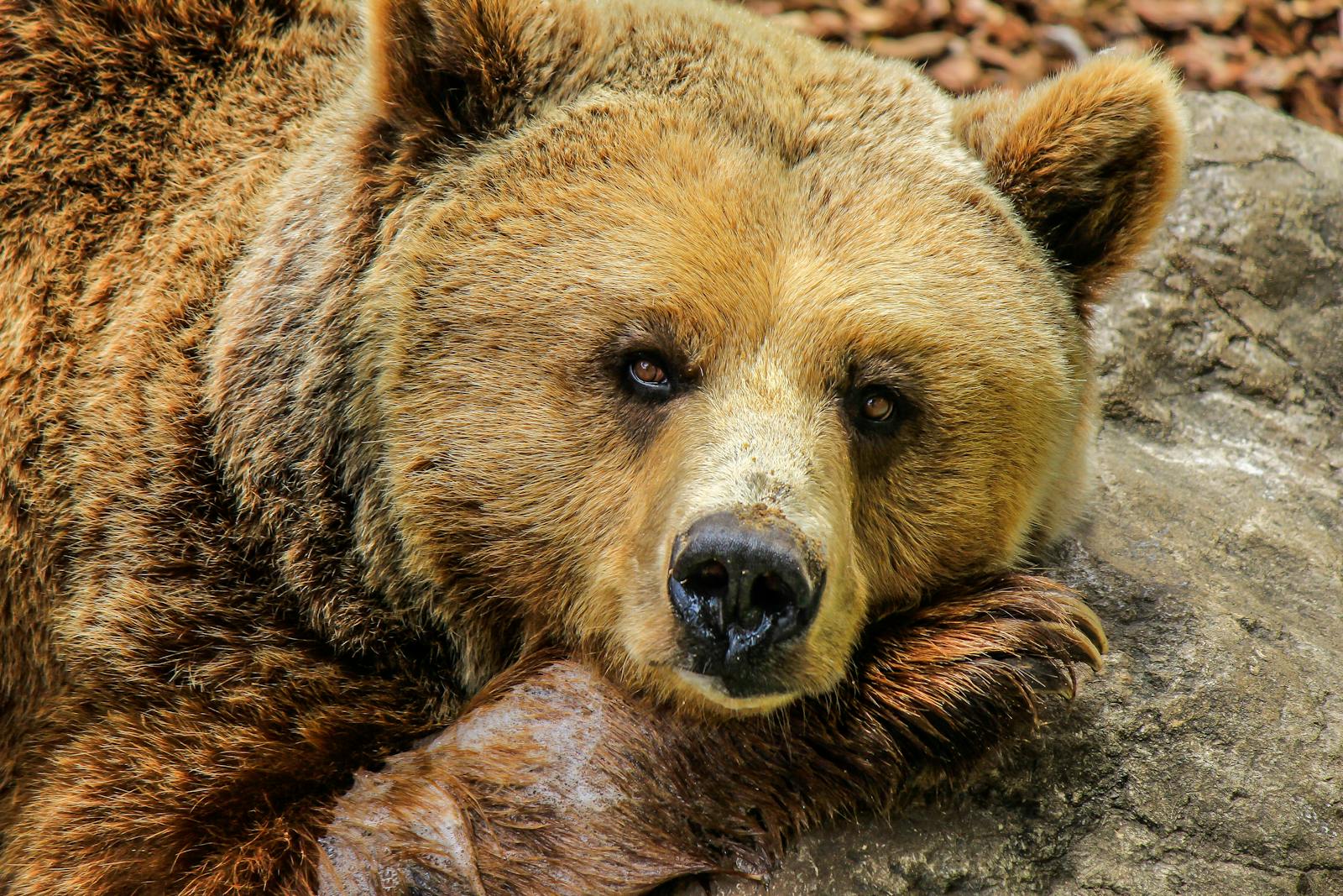 13 animal wallpapers ultra HD animal wallpapers ultra HD, bear 4k wallpaper, bear desktop background, bear UHD background, grizzly bear wallpaper, nature 4K wallpapers, polar bear 4K images, wildlife wallpaper 4K Majestic Bear 4K Extremely Excessive Definition Wallpapers – Wild Magnificence and Pure world’s Majesty in Breathtaking Texture animal wallpapers ultra HD Majestic Bear 4K Extremely Excessive Definition Wallpapers – Wild Magnificence and Pure world’s Majesty in Breathtaking Texture