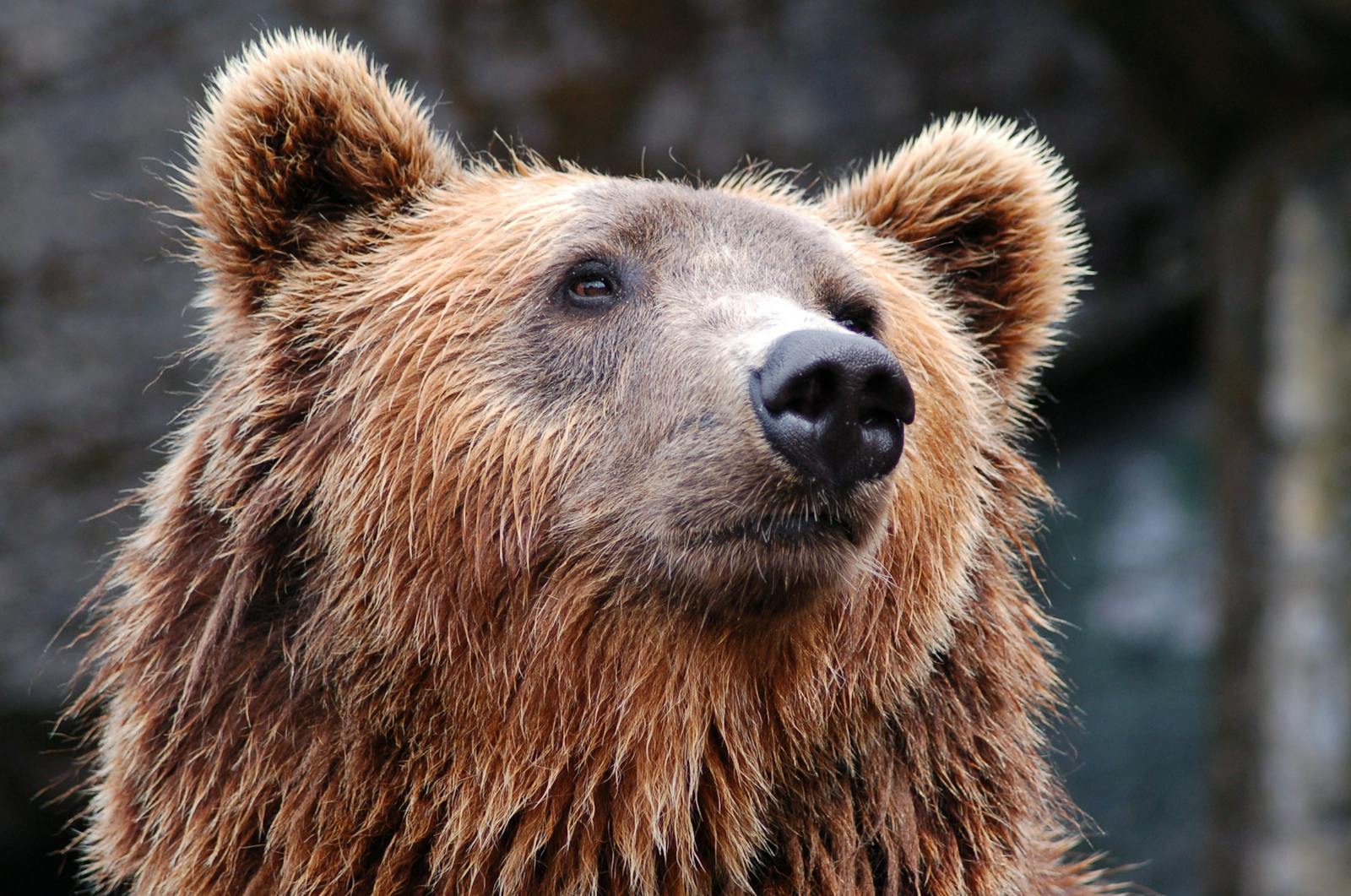 6 animal wallpapers ultra HD animal wallpapers ultra HD, bear 4k wallpaper, bear desktop background, bear UHD background, grizzly bear wallpaper, nature 4K wallpapers, polar bear 4K images, wildlife wallpaper 4K Majestic Bear 4K Extremely Excessive Definition Wallpapers – Wild Magnificence and Pure world’s Majesty in Breathtaking Texture animal wallpapers ultra HD Majestic Bear 4K Extremely Excessive Definition Wallpapers – Wild Magnificence and Pure world’s Majesty in Breathtaking Texture