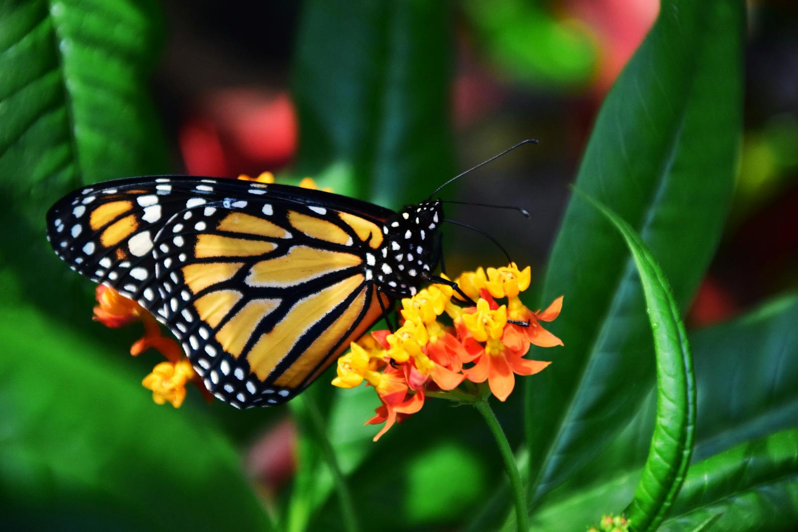 13 butterfly 4k wallpapers butterfly 4k wallpapers, butterfly photography 4k, butterfly ultra hd images, colorful butterfly backgrounds, nature insect wallpapers, nature wallpapers free download Butterfly 4K Wallpapers – Vibrant Wings of Pure world butterfly 4k wallpapers Butterfly 4K Wallpapers – Vibrant Wings of Pure world