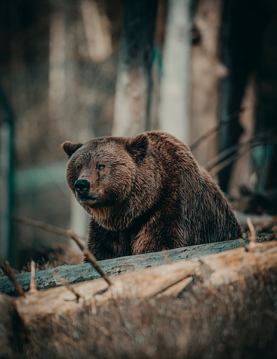 27 animal wallpapers ultra HD animal wallpapers ultra HD, bear 4k wallpaper, bear desktop background, bear UHD background, grizzly bear wallpaper, nature 4K wallpapers, polar bear 4K images, wildlife wallpaper 4K Majestic Bear 4K Extremely Excessive Definition Wallpapers – Wild Magnificence and Pure world’s Majesty in Breathtaking Texture animal wallpapers ultra HD Majestic Bear 4K Extremely Excessive Definition Wallpapers – Wild Magnificence and Pure world’s Majesty in Breathtaking Texture