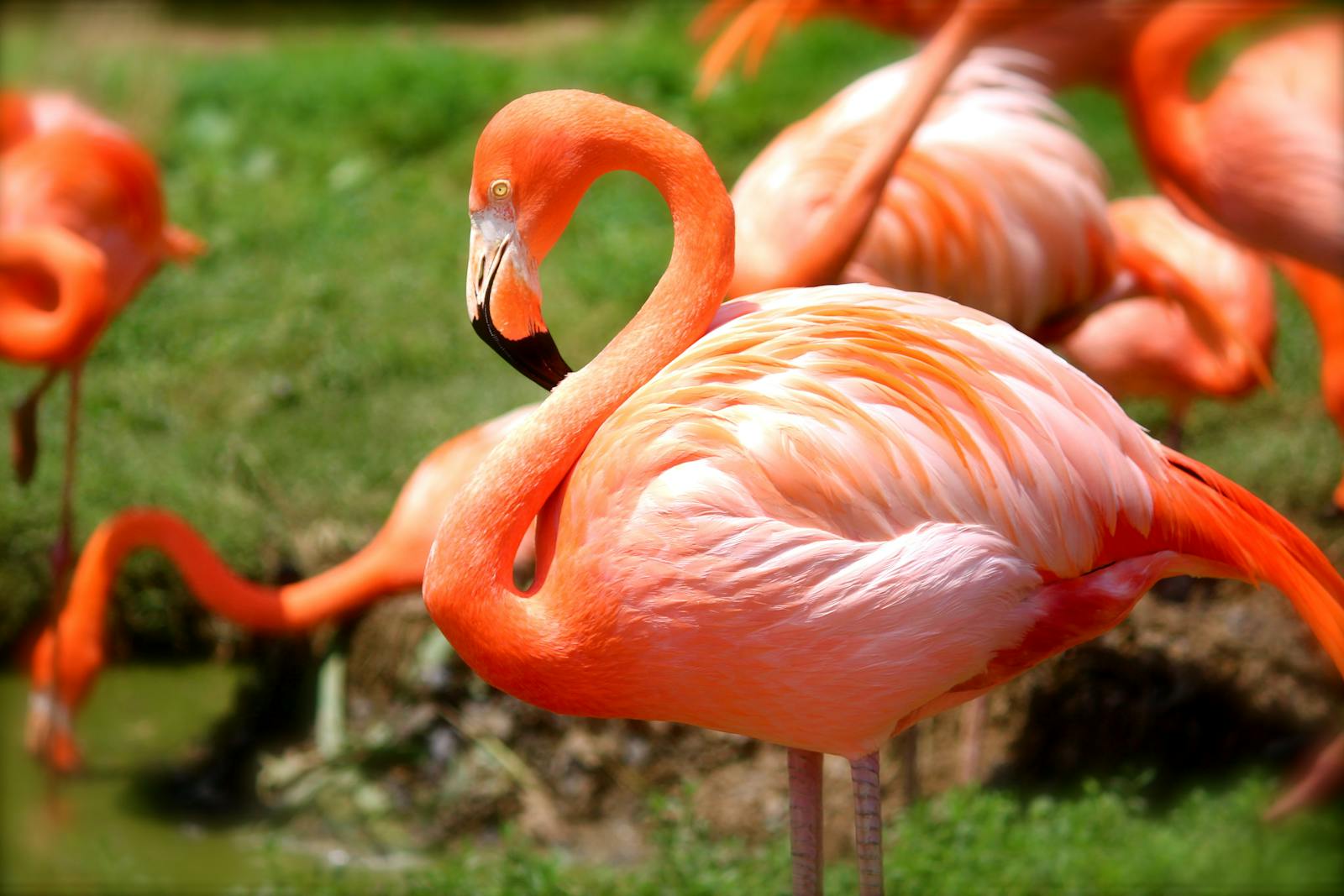 digital wallpapers Flamingo Wallpapers 4K – Glossy Pink Birds inside the Wild