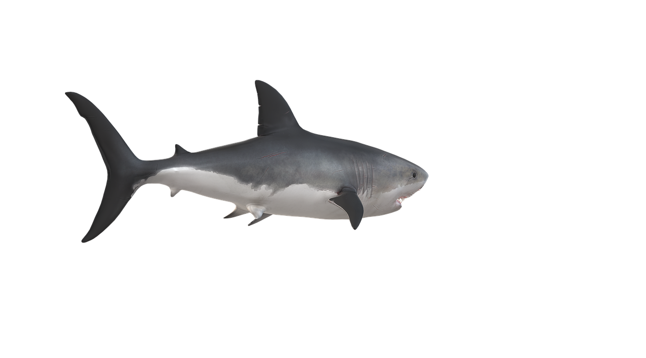 Deep Sea Wallpapers Shark 4K Wallpapers – Fearless Predators of the Ocean