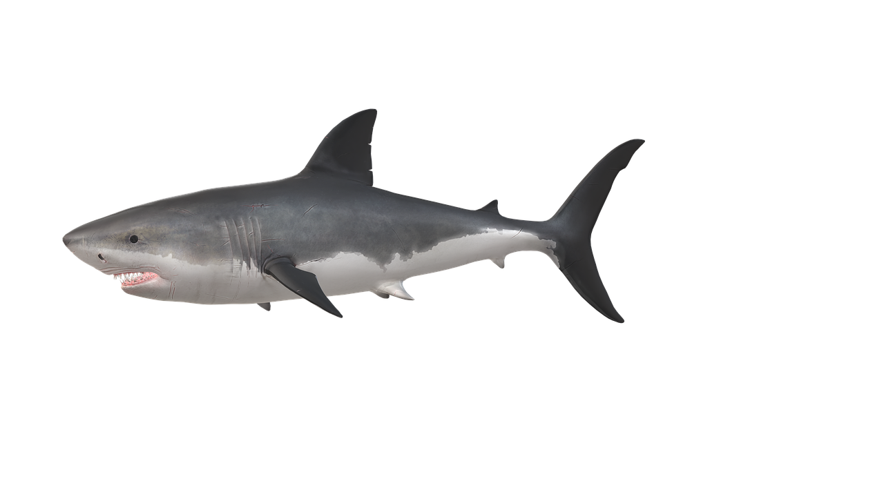 Deep Sea Wallpapers Shark 4K Wallpapers – Fearless Predators of the Ocean