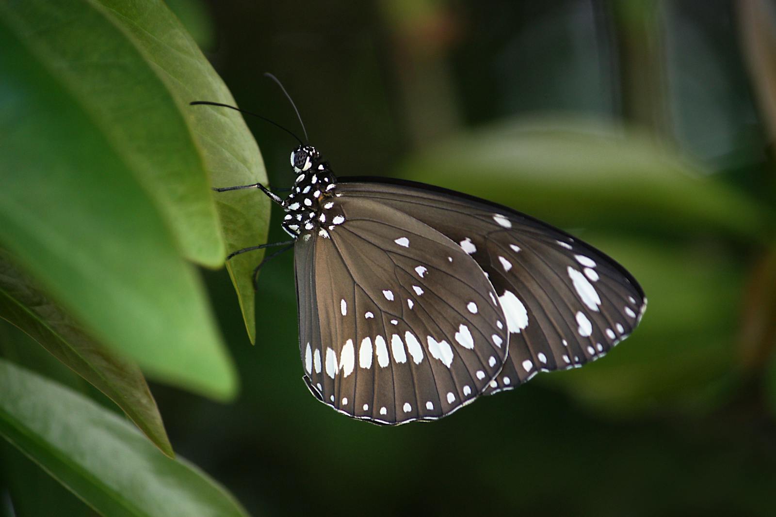 6 butterfly 4k wallpapers butterfly 4k wallpapers, butterfly photography 4k, butterfly ultra hd images, colorful butterfly backgrounds, nature insect wallpapers, nature wallpapers free download Butterfly 4K Wallpapers – Vibrant Wings of Pure world butterfly 4k wallpapers Butterfly 4K Wallpapers – Vibrant Wings of Pure world