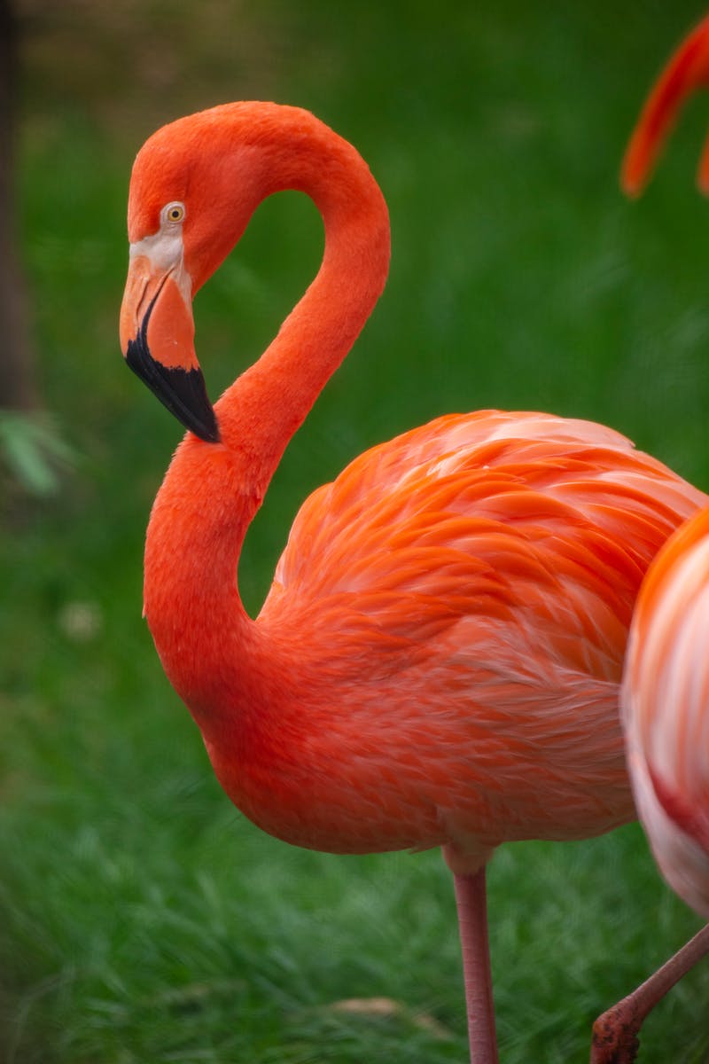 digital wallpapers Flamingo Wallpapers 4K – Glossy Pink Birds inside the Wild