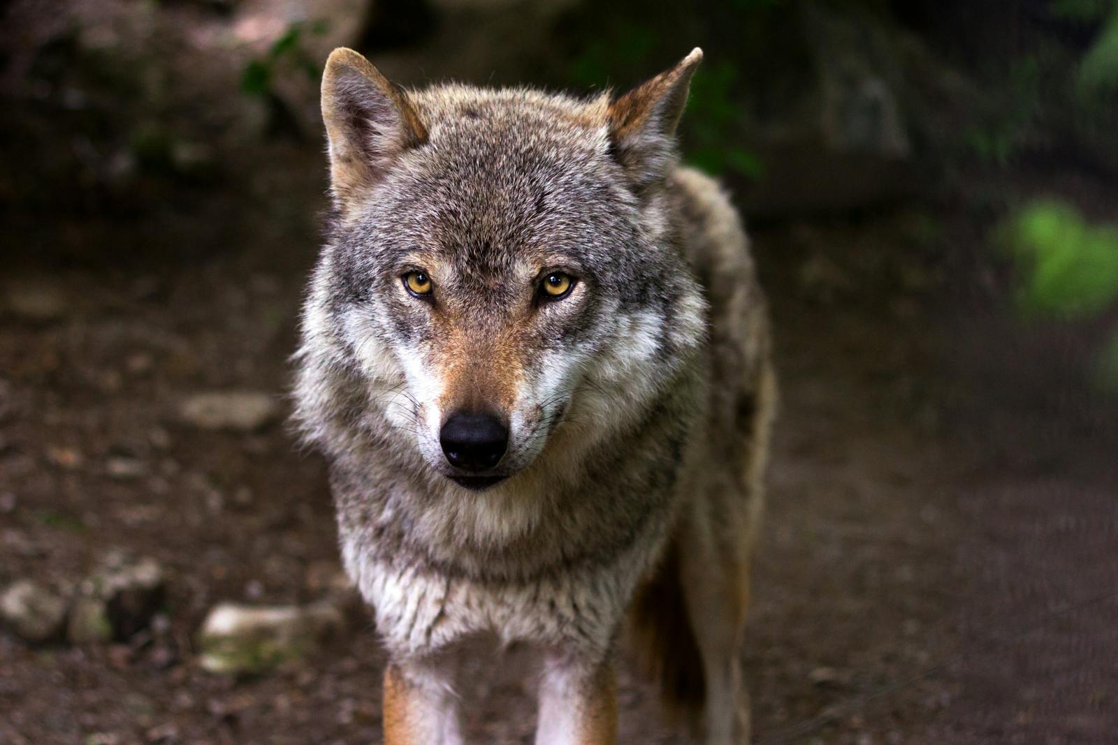 2 4K wolf images 4K wolf images, fantasy wolf wallpaper, snow wolf 4K, wild animal wallpapers, wolf HD background, wolf wallpaper 4K, wolf wallpaper for phone, wolf wallpapers for desktop Wolf Wallpaper 4K – The Wild Beauty of Nature on Your Screen 4K wolf images Wolf Wallpaper 4K – The Wild Beauty of Nature on Your Screen