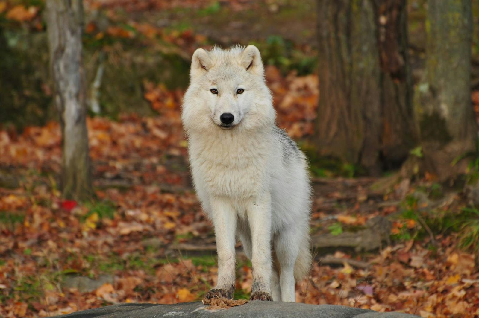 4K wolf images Wolf Wallpaper 4K – The Wild Beauty of Nature on Your Screen
