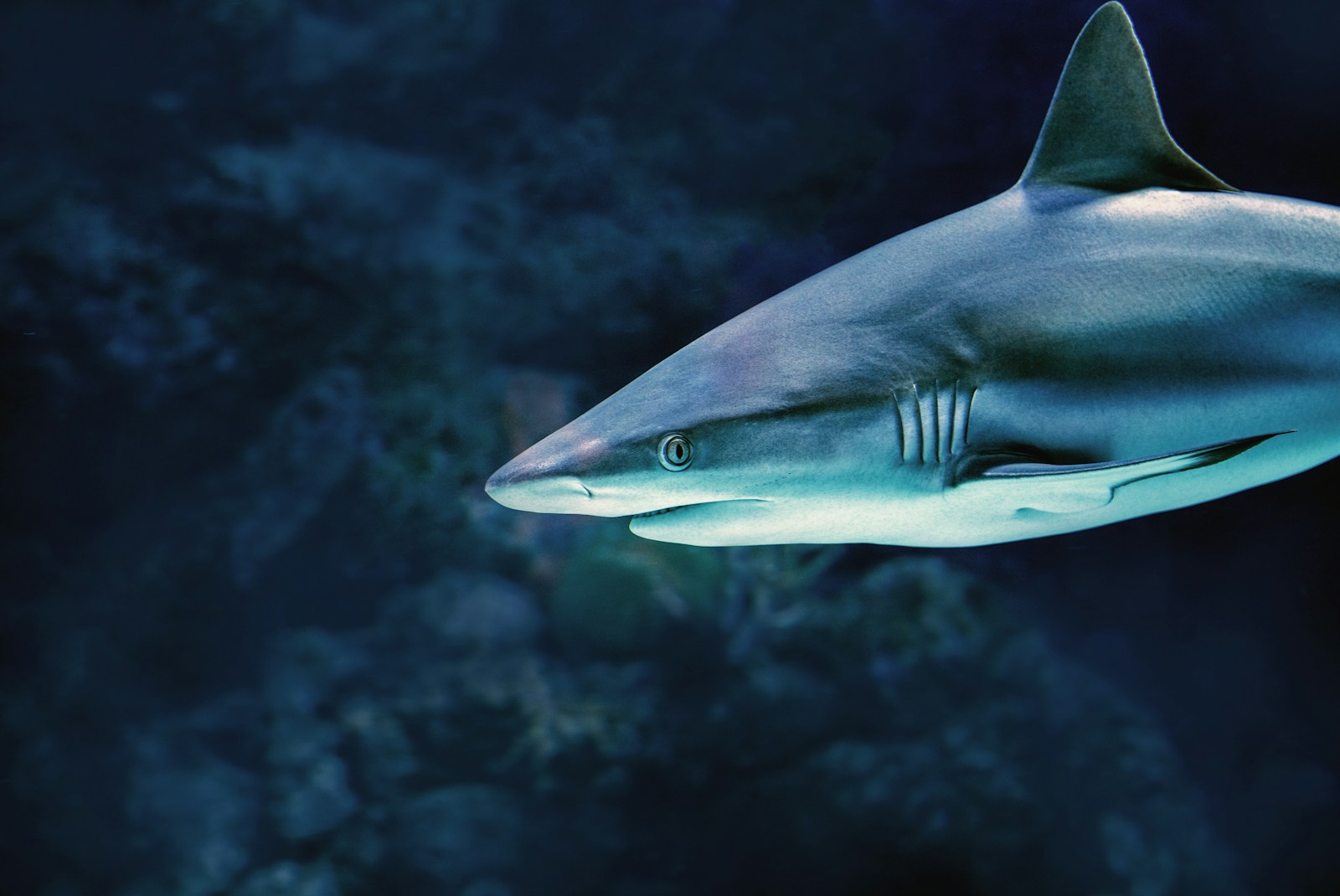 Deep Sea Wallpapers Shark 4K Wallpapers – Fearless Predators of the Ocean