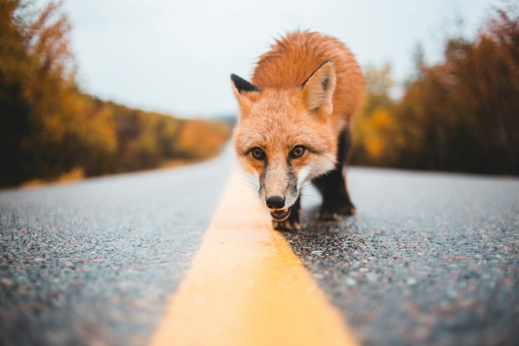 arctic fox wallpaper Fox Wallpapers – Elegant and Clever Forest Creatures