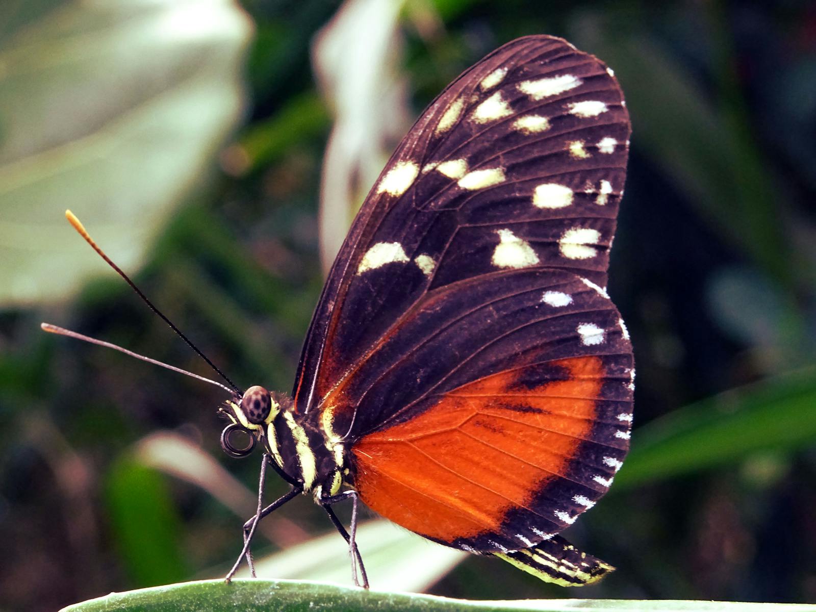 16 butterfly 4k wallpapers butterfly 4k wallpapers, butterfly photography 4k, butterfly ultra hd images, colorful butterfly backgrounds, nature insect wallpapers, nature wallpapers free download Butterfly 4K Wallpapers – Vibrant Wings of Pure world butterfly 4k wallpapers Butterfly 4K Wallpapers – Vibrant Wings of Pure world