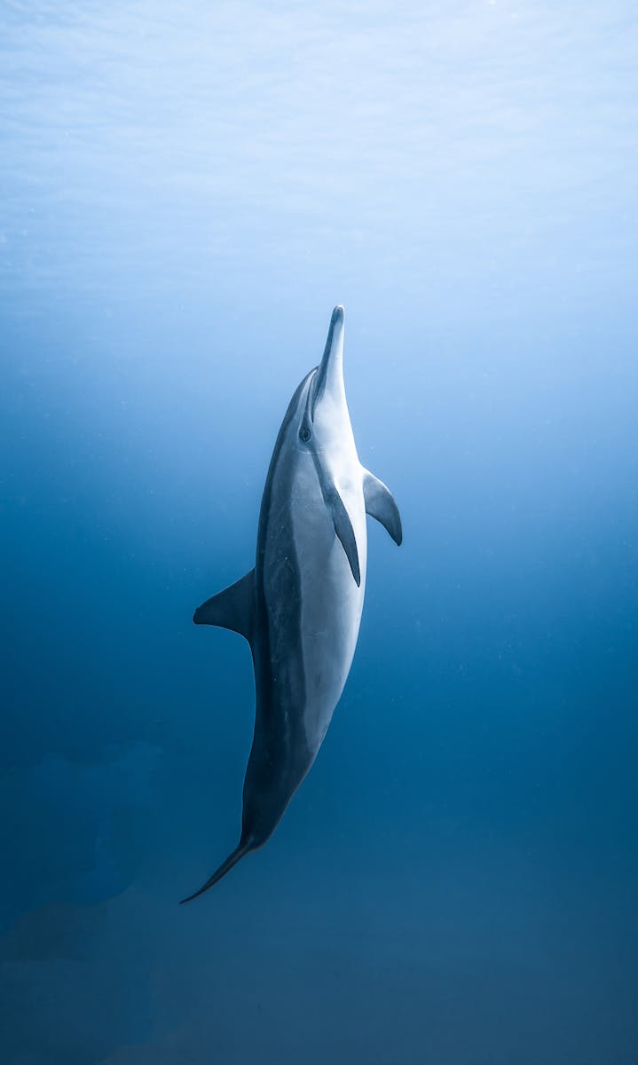 23 dolphin 4k wallpapers dolphin 4k wallpapers, dolphin ultra HD pictures, marine life wallpapers, ocean animals 4k, ocean dolphin backgrounds, sea life desktop wallpapers, underwater dolphin images Dolphin 4K Wallpapers – Joyful Swimmers of the Ocean dolphin 4k wallpapers Dolphin 4K Wallpapers – Joyful Swimmers of the Ocean