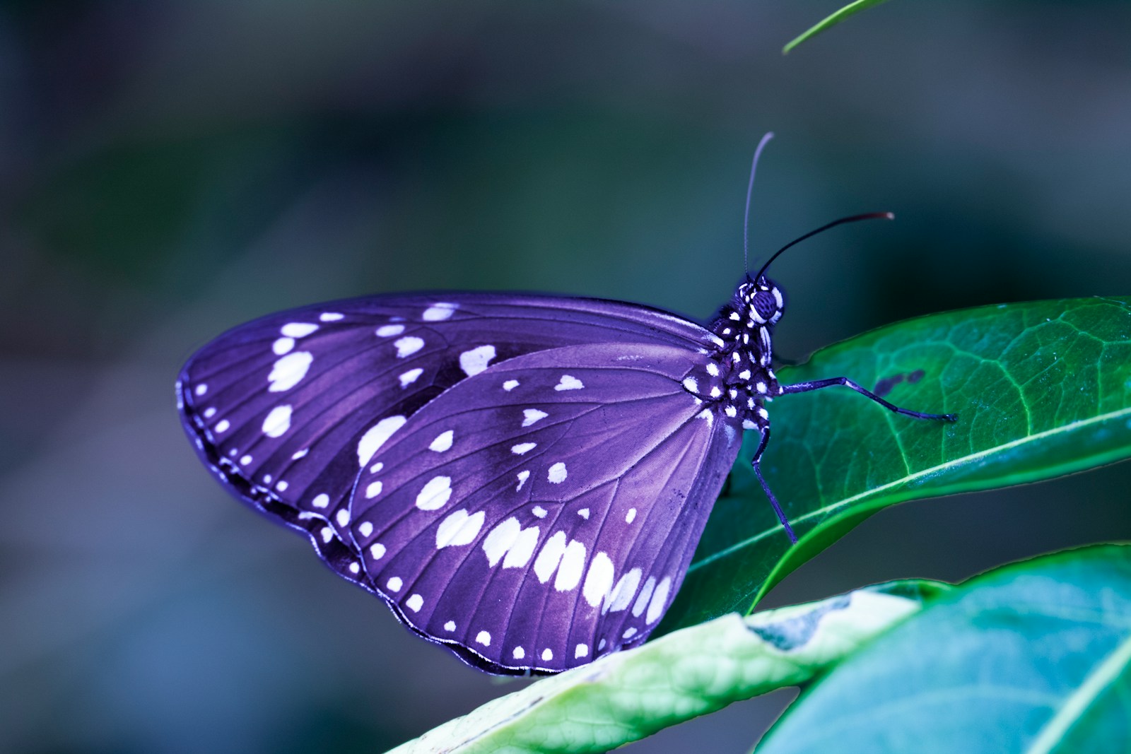 24 butterfly 4k wallpapers butterfly 4k wallpapers, butterfly photography 4k, butterfly ultra hd images, colorful butterfly backgrounds, nature insect wallpapers, nature wallpapers free download Butterfly 4K Wallpapers – Vibrant Wings of Pure world butterfly 4k wallpapers Butterfly 4K Wallpapers – Vibrant Wings of Pure world