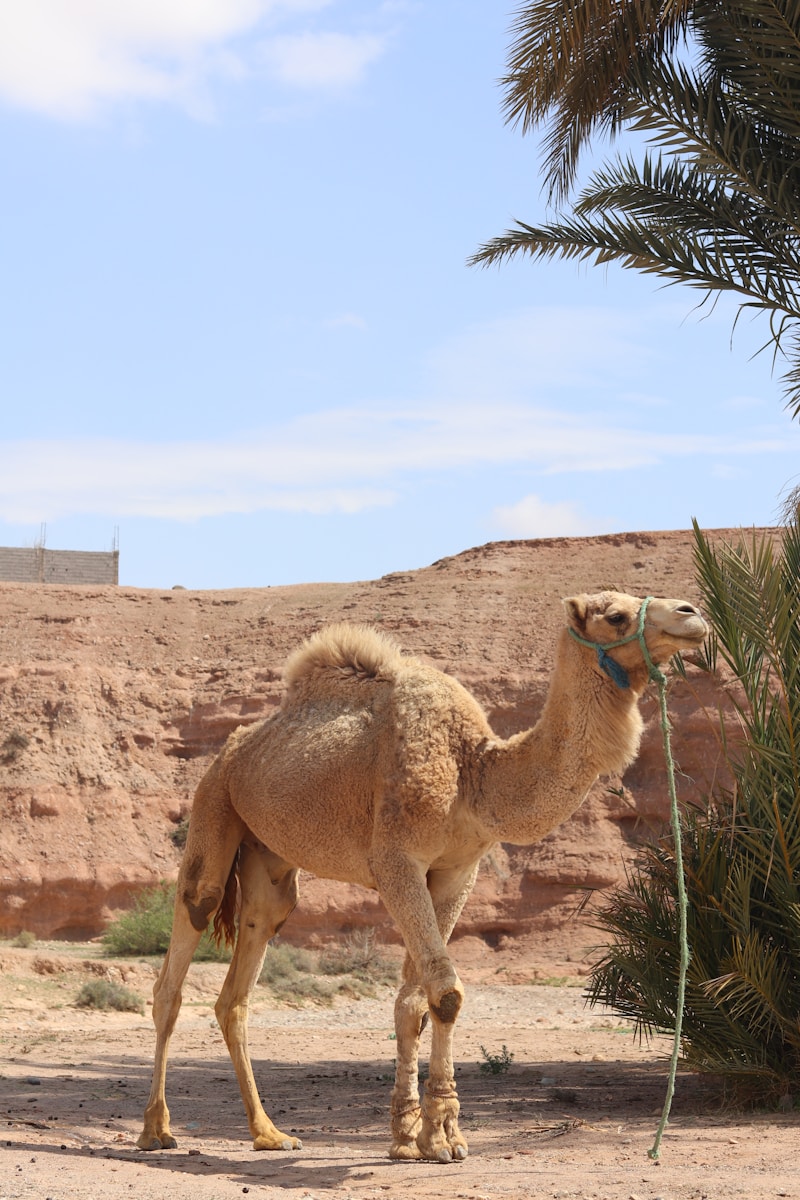 2 4K camel background 4K camel background, Arabian desert wallpaper, camel caravan photos, camel photography, camel wallpapers, desert dunes wallpaper, desert travelers, nature 4K backgrounds., Ultra HD camel images, Wildlife Wallpapers Camel Wallpapers – Desert Vacationers of the Sand Dunes 4K camel background Camel Wallpapers – Desert Vacationers of the Sand Dunes