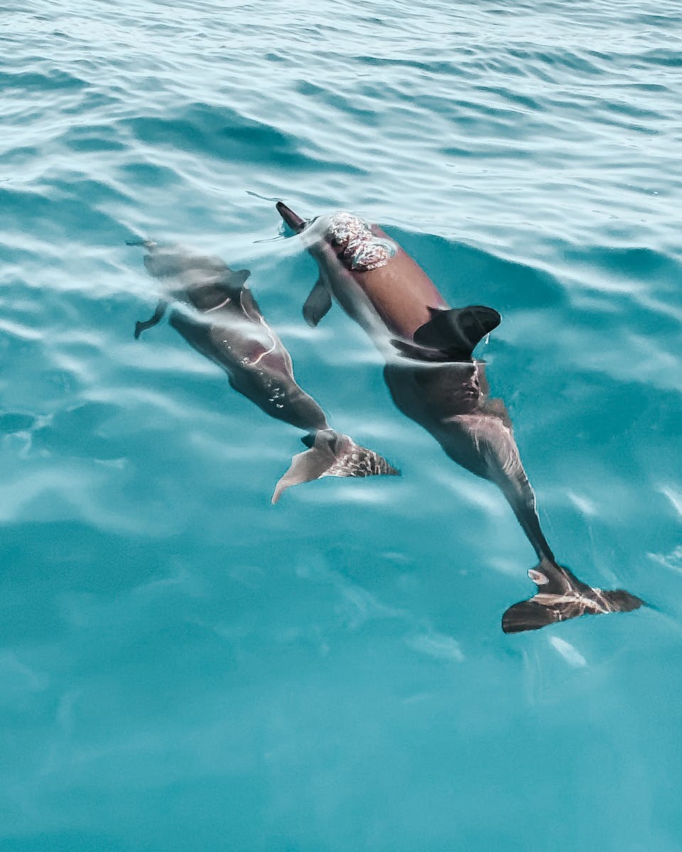 17 dolphin 4k wallpapers dolphin 4k wallpapers, dolphin ultra HD pictures, marine life wallpapers, ocean animals 4k, ocean dolphin backgrounds, sea life desktop wallpapers, underwater dolphin images Dolphin 4K Wallpapers – Joyful Swimmers of the Ocean dolphin 4k wallpapers Dolphin 4K Wallpapers – Joyful Swimmers of the Ocean