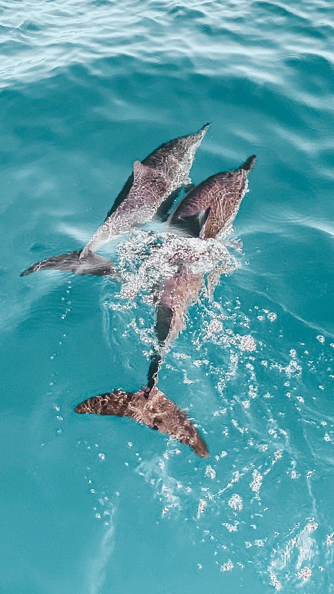 18 dolphin 4k wallpapers dolphin 4k wallpapers, dolphin ultra HD pictures, marine life wallpapers, ocean animals 4k, ocean dolphin backgrounds, sea life desktop wallpapers, underwater dolphin images Dolphin 4K Wallpapers – Joyful Swimmers of the Ocean dolphin 4k wallpapers Dolphin 4K Wallpapers – Joyful Swimmers of the Ocean