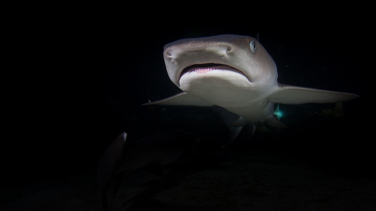 Deep Sea Wallpapers Shark 4K Wallpapers – Fearless Predators of the Ocean