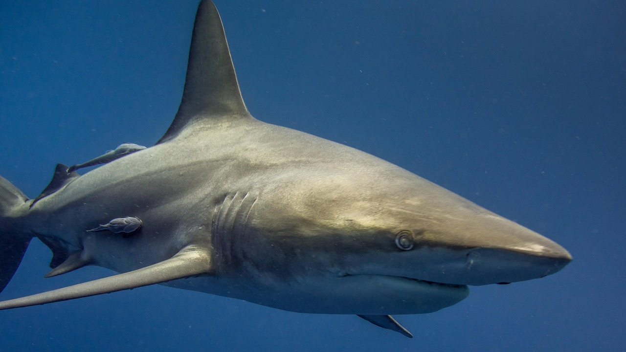 Deep Sea Wallpapers Shark 4K Wallpapers – Fearless Predators of the Ocean