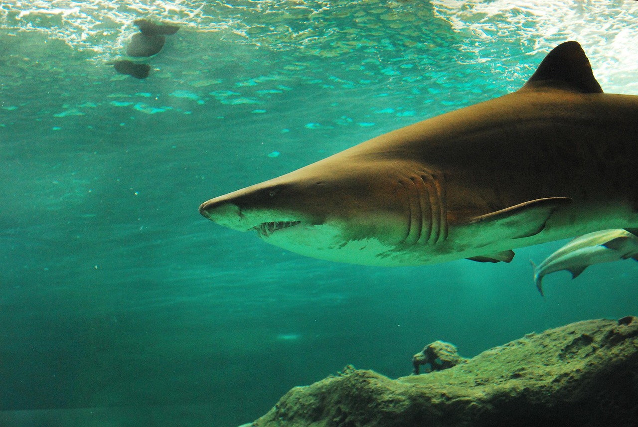 Deep Sea Wallpapers Shark 4K Wallpapers – Fearless Predators of the Ocean
