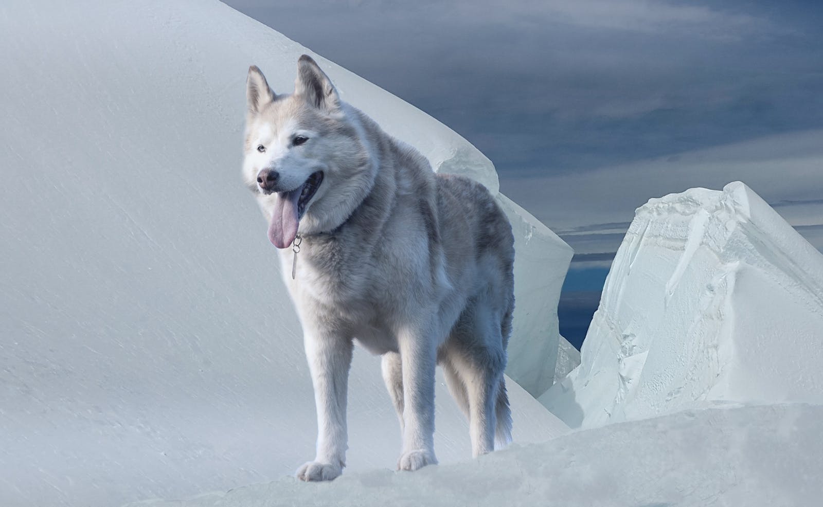5 4K wolf images 4K wolf images, fantasy wolf wallpaper, snow wolf 4K, wild animal wallpapers, wolf HD background, wolf wallpaper 4K, wolf wallpaper for phone, wolf wallpapers for desktop Wolf Wallpaper 4K – The Wild Beauty of Nature on Your Screen 4K wolf images Wolf Wallpaper 4K – The Wild Beauty of Nature on Your Screen