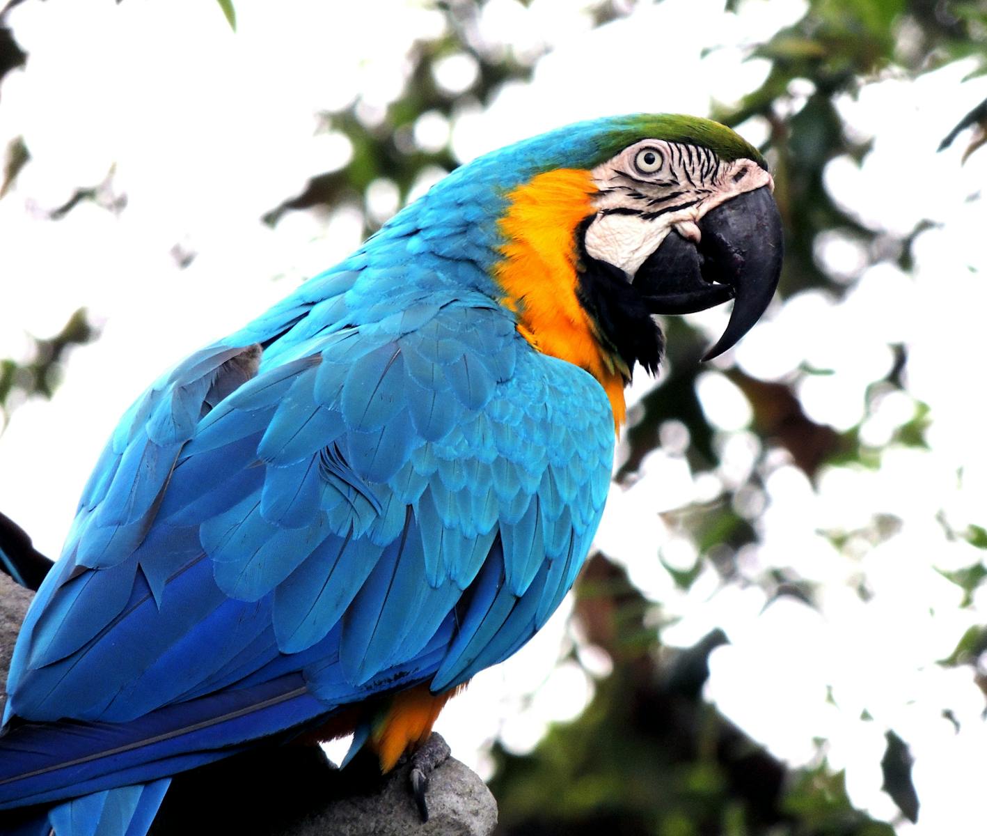 7 Amazon Parrot Images Amazon Parrot Images, Colorful Birds Wallpapers, Exotic Parrot Backgrounds, Macaw Wallpapers HD, Nature Bird Backgrounds., Parrot Photography, Parrot Wallpapers, Tropical Forest Birds 4K, Tropical Parrot 4K, Wildlife Wallpapers 4K Parrot Wallpapers – Vibrant Voices of the Tropical Forest Amazon Parrot Images Parrot Wallpapers – Vibrant Voices of the Tropical Forest