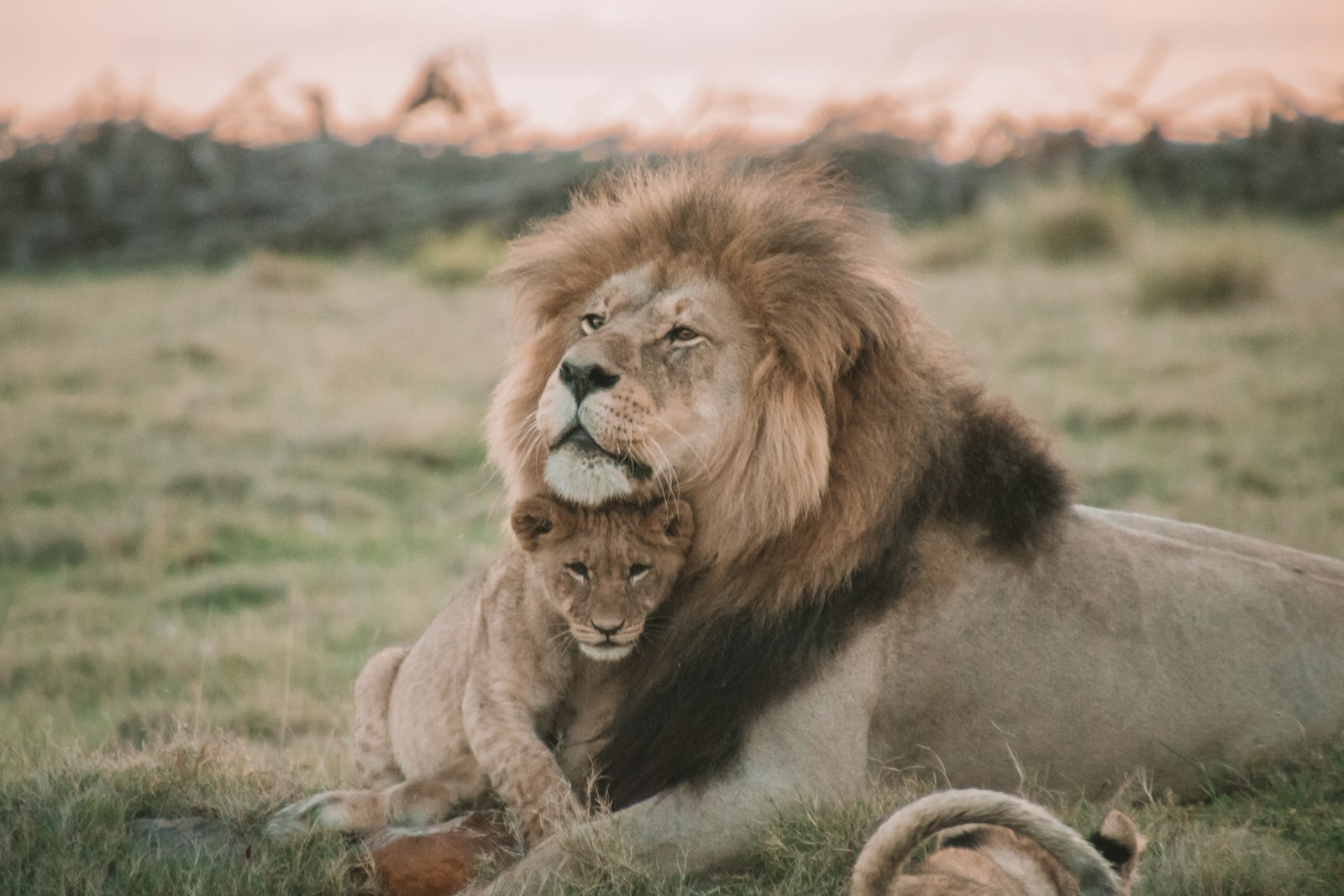 32 African lions African lions, animal wallpapers, baby lion wallpaper, cute lion wallpapers, lion cub 4K wallpapers, lion cub wallpapers, majestic lions, nature backgrounds, wildlife photography Lion Cub Wallpapers – The Cutest Faces of the Wild African lions Lion Cub Wallpapers – The Cutest Faces of the Wild