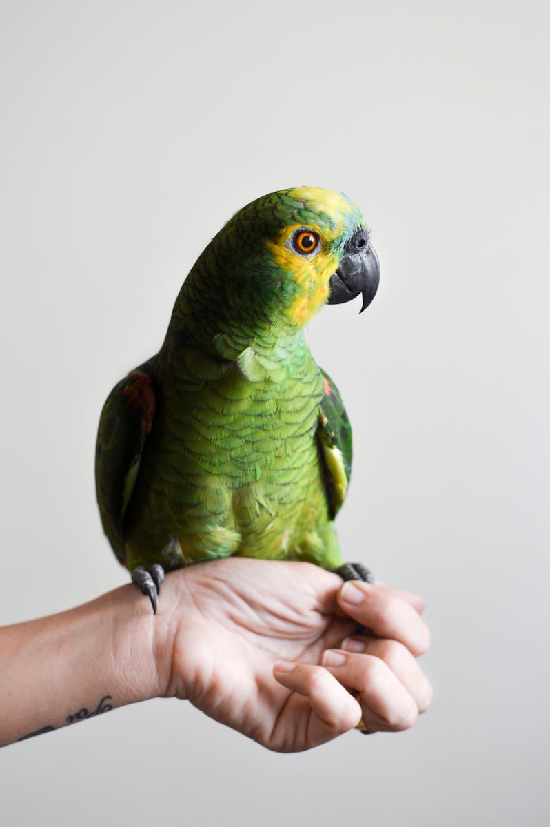 9 Amazon Parrot Images Amazon Parrot Images, Colorful Birds Wallpapers, Exotic Parrot Backgrounds, Macaw Wallpapers HD, Nature Bird Backgrounds., Parrot Photography, Parrot Wallpapers, Tropical Forest Birds 4K, Tropical Parrot 4K, Wildlife Wallpapers 4K Parrot Wallpapers – Vibrant Voices of the Tropical Forest Amazon Parrot Images Parrot Wallpapers – Vibrant Voices of the Tropical Forest