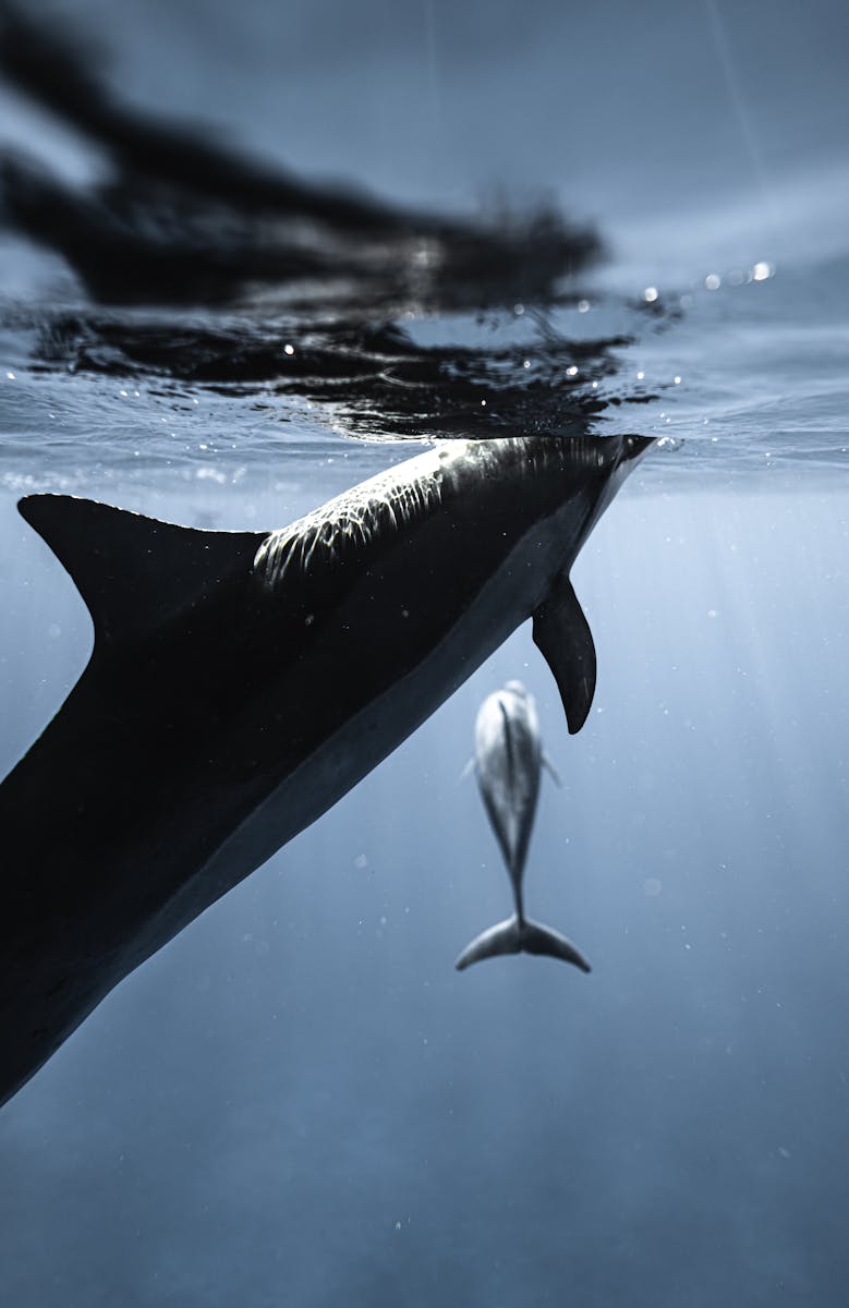 16 dolphin 4k wallpapers dolphin 4k wallpapers, dolphin ultra HD pictures, marine life wallpapers, ocean animals 4k, ocean dolphin backgrounds, sea life desktop wallpapers, underwater dolphin images Dolphin 4K Wallpapers – Joyful Swimmers of the Ocean dolphin 4k wallpapers Dolphin 4K Wallpapers – Joyful Swimmers of the Ocean