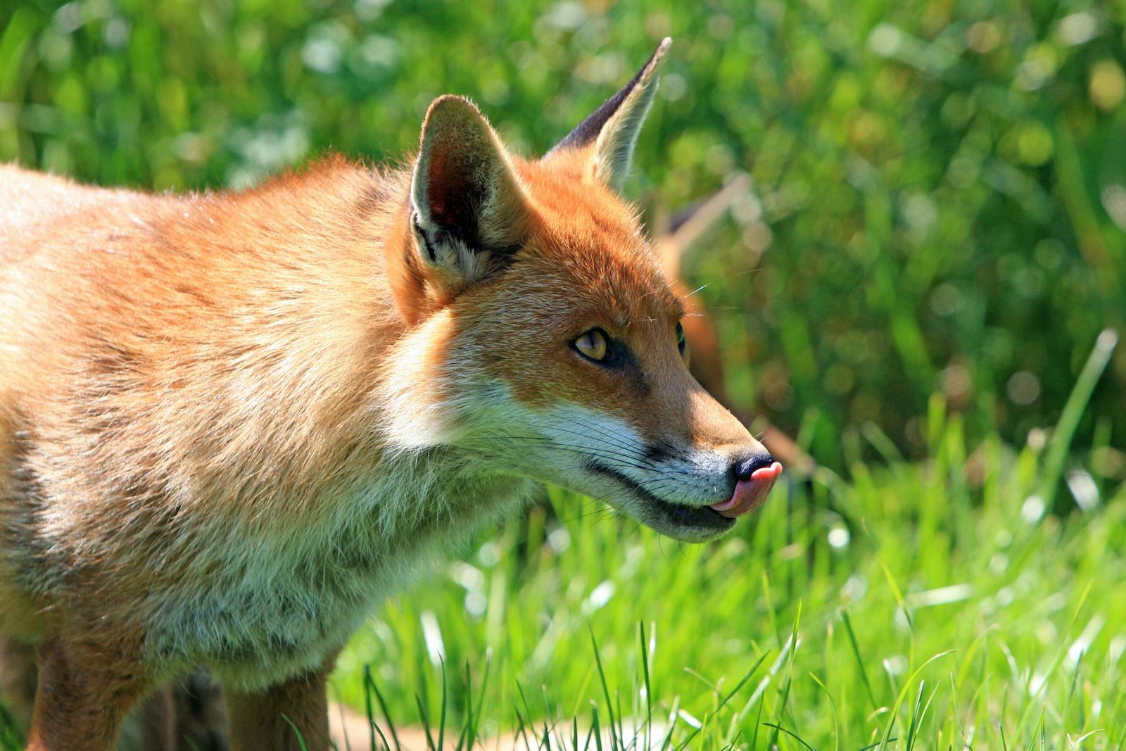 arctic fox wallpaper Fox Wallpapers – Elegant and Clever Forest Creatures