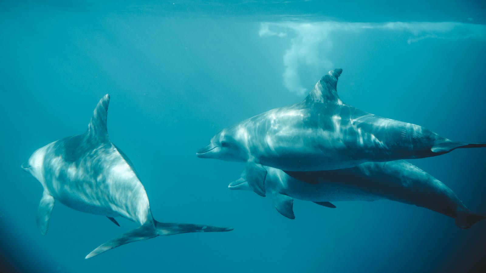 15 dolphin 4k wallpapers dolphin 4k wallpapers, dolphin ultra HD pictures, marine life wallpapers, ocean animals 4k, ocean dolphin backgrounds, sea life desktop wallpapers, underwater dolphin images Dolphin 4K Wallpapers – Joyful Swimmers of the Ocean dolphin 4k wallpapers Dolphin 4K Wallpapers – Joyful Swimmers of the Ocean