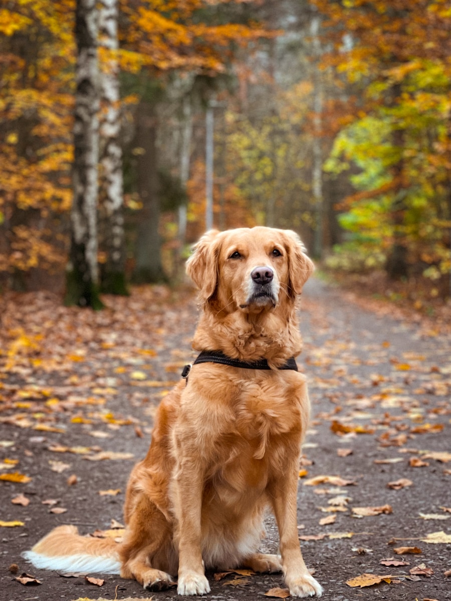 17 best dog wallpapers best dog wallpapers, cute dog backgrounds, Golden Retriever 4K wallpapers, Golden Retriever background HD, Golden Retriever puppies, loyal dog breed images, pet photography, Ultra HD animal wallpapers Golden Retriever 4K Wallpapers – Loyal and Nice Companions best dog wallpapers Golden Retriever 4K Wallpapers – Loyal and Nice Companions