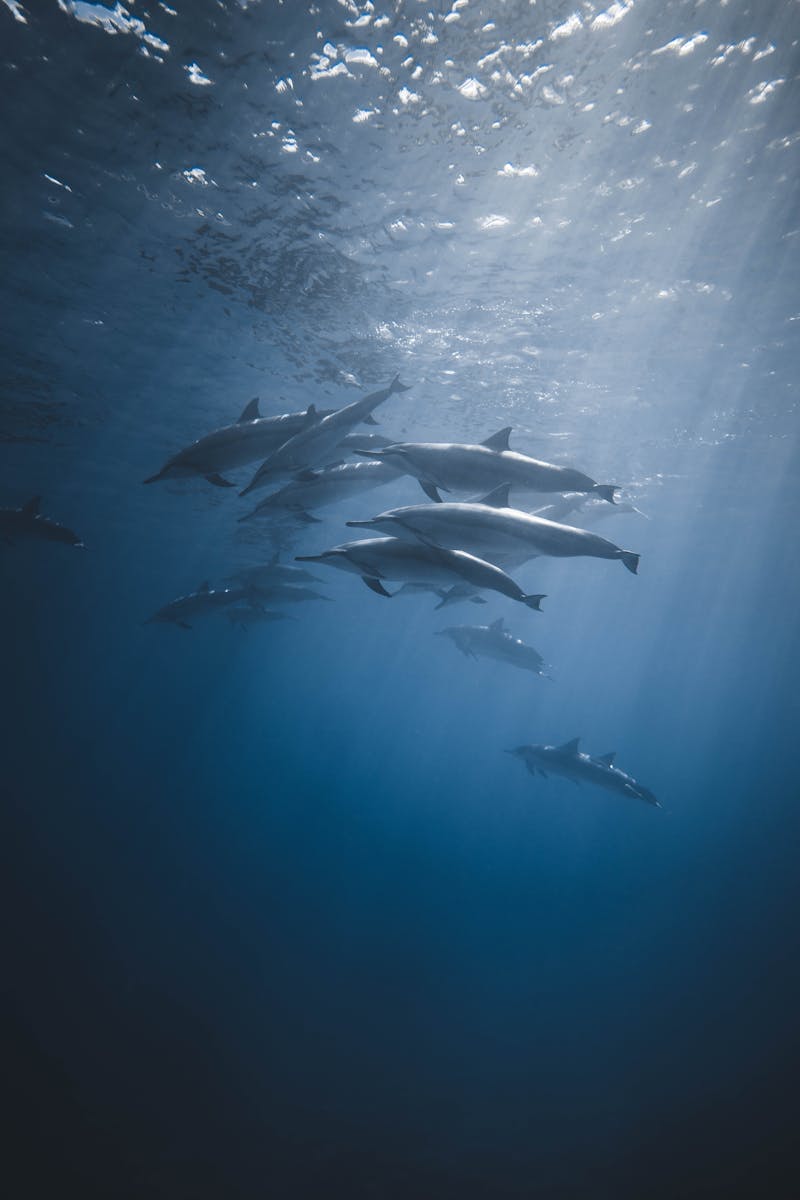20 dolphin 4k wallpapers dolphin 4k wallpapers, dolphin ultra HD pictures, marine life wallpapers, ocean animals 4k, ocean dolphin backgrounds, sea life desktop wallpapers, underwater dolphin images Dolphin 4K Wallpapers – Joyful Swimmers of the Ocean dolphin 4k wallpapers Dolphin 4K Wallpapers – Joyful Swimmers of the Ocean
