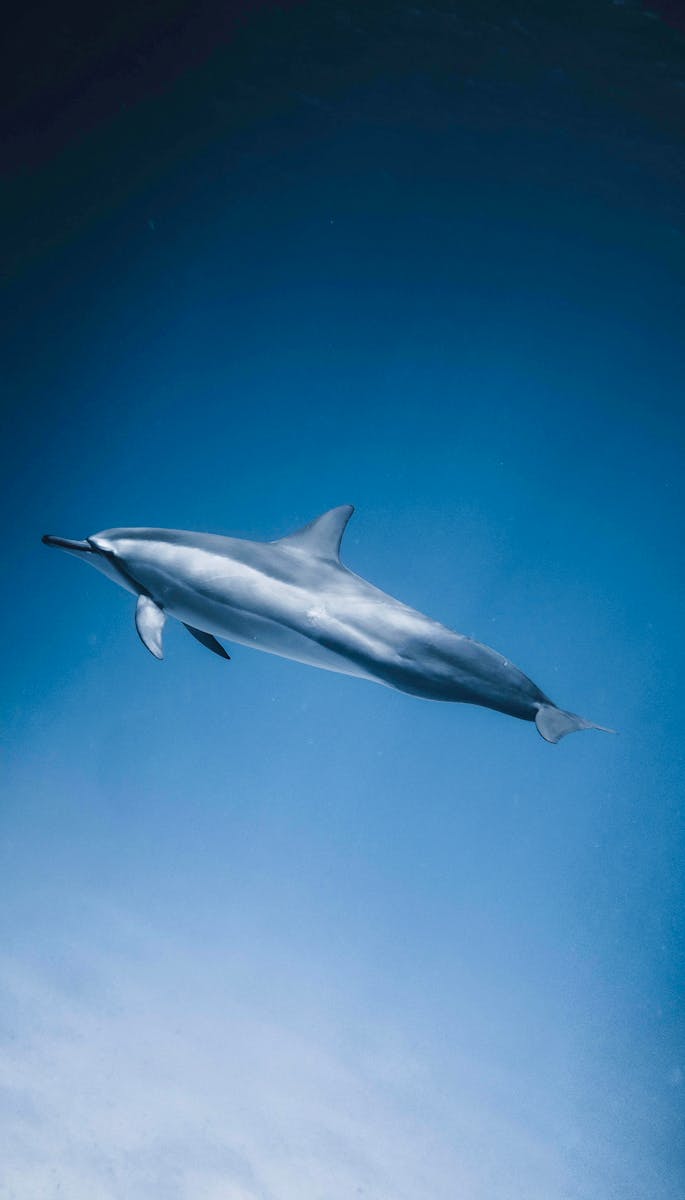 19 dolphin 4k wallpapers dolphin 4k wallpapers, dolphin ultra HD pictures, marine life wallpapers, ocean animals 4k, ocean dolphin backgrounds, sea life desktop wallpapers, underwater dolphin images Dolphin 4K Wallpapers – Joyful Swimmers of the Ocean dolphin 4k wallpapers Dolphin 4K Wallpapers – Joyful Swimmers of the Ocean