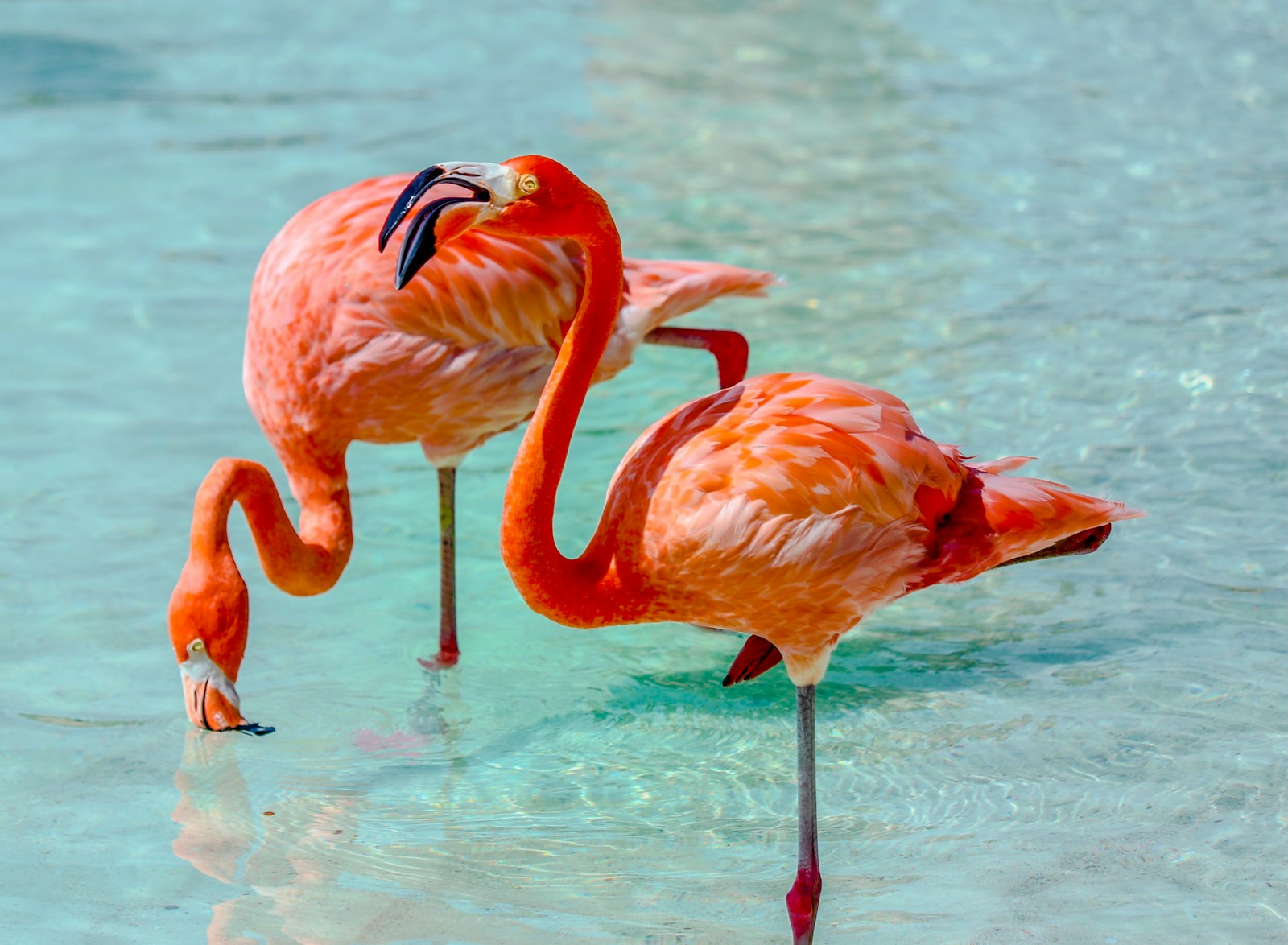 digital wallpapers Flamingo Wallpapers 4K – Glossy Pink Birds inside the Wild