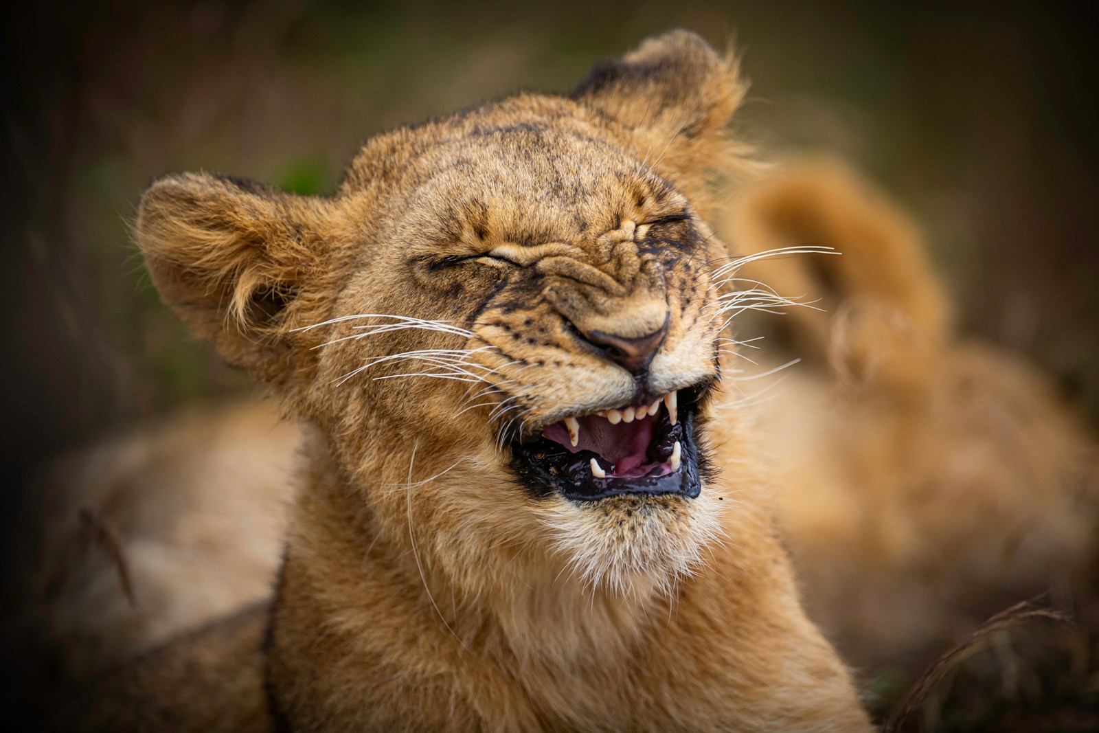 19 African lions African lions, animal wallpapers, baby lion wallpaper, cute lion wallpapers, lion cub 4K wallpapers, lion cub wallpapers, majestic lions, nature backgrounds, wildlife photography Lion Cub Wallpapers – The Cutest Faces of the Wild African lions Lion Cub Wallpapers – The Cutest Faces of the Wild