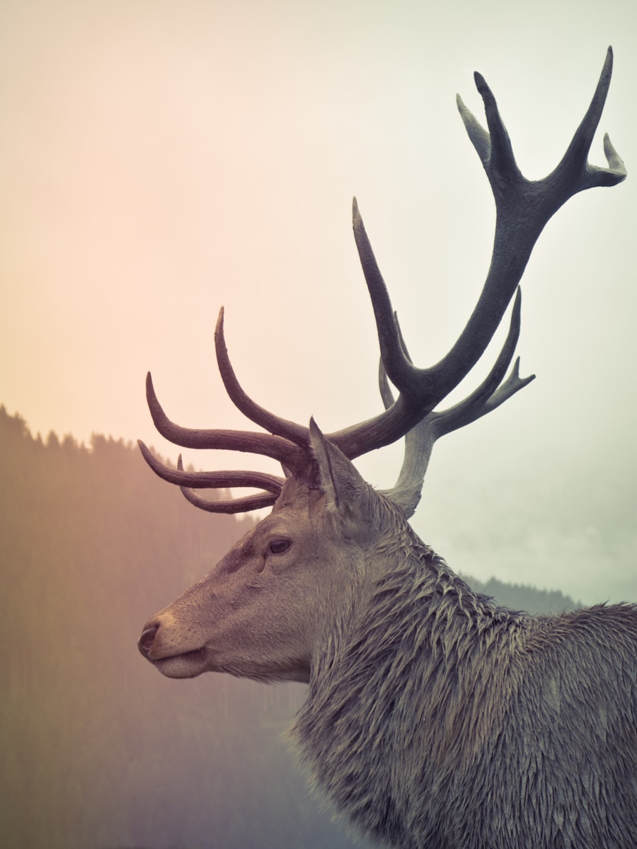 13 buck deer in fog wallpapers 4K buck deer in fog wallpapers 4K, deer and mist 4K background, deer wallpaper HD, forest deer wallpaper, majestic buck wallpapers, nature fog backgrounds, wild animal wallpapers 4K Buck Deer in Fog Wallpapers 4K – The Majestic Beauty of Nature’s Silent Mornings buck deer in fog wallpapers 4K Buck Deer in Fog Wallpapers 4K – The Majestic Beauty of Nature’s Silent Mornings