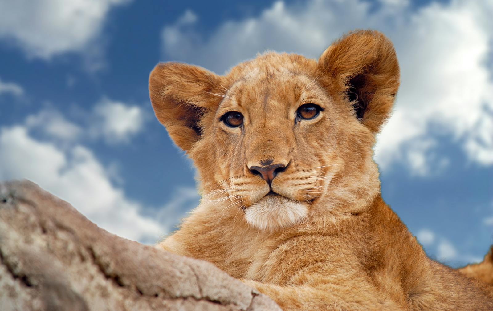 18 African lions African lions, animal wallpapers, baby lion wallpaper, cute lion wallpapers, lion cub 4K wallpapers, lion cub wallpapers, majestic lions, nature backgrounds, wildlife photography Lion Cub Wallpapers – The Cutest Faces of the Wild African lions Lion Cub Wallpapers – The Cutest Faces of the Wild