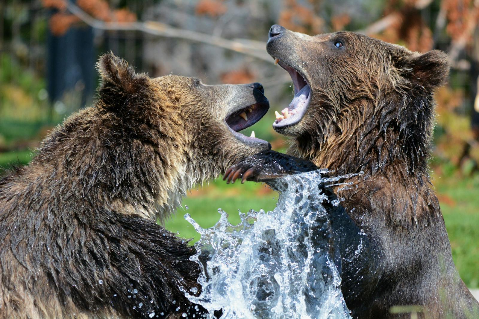 8 animal wallpapers ultra HD animal wallpapers ultra HD, bear 4k wallpaper, bear desktop background, bear UHD background, grizzly bear wallpaper, nature 4K wallpapers, polar bear 4K images, wildlife wallpaper 4K Majestic Bear 4K Extremely Excessive Definition Wallpapers – Wild Magnificence and Pure world’s Majesty in Breathtaking Texture animal wallpapers ultra HD Majestic Bear 4K Extremely Excessive Definition Wallpapers – Wild Magnificence and Pure world’s Majesty in Breathtaking Texture